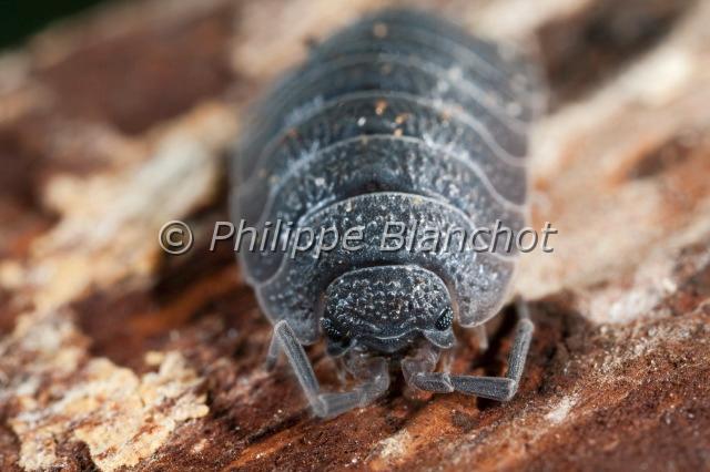 porcellio scaber 2.JPG - Porcellio scaberPorcellion rudeCrustacea, IsopodaFrance